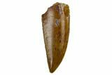 Serrated, Raptor Tooth - Beautiful Tooth #115856-1